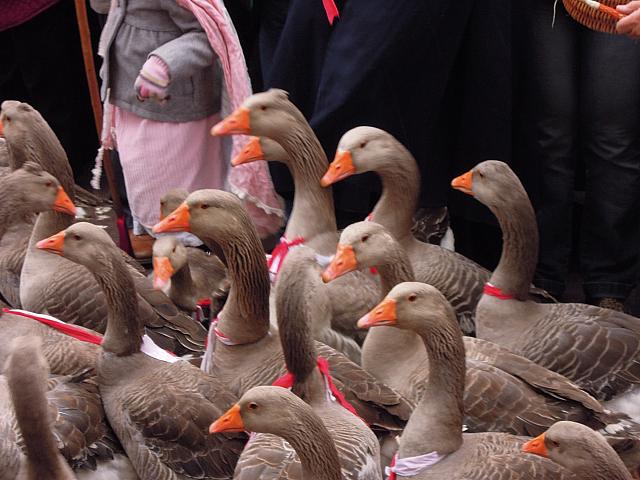 201310 Annecy alpages 11